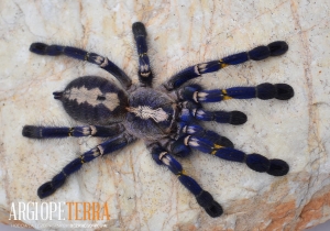 e5c2fbf6c7cb641592e1a6595b8247c7