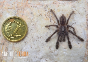 8fce9a6005b3cd6c17c24619444d7d3b