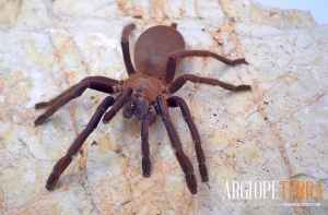 39e279c40cdc8b863e33fcc77123d40e