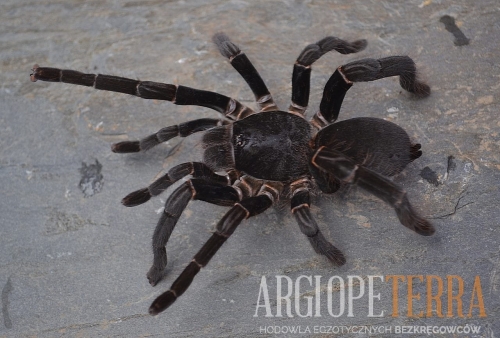 6739e4808e4ca2be6b4da86859abcc10