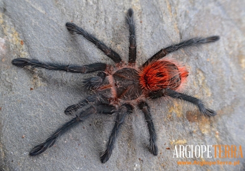 Grammostola iheringi