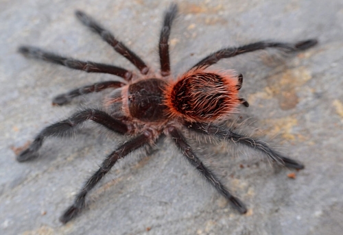 Grammostola actaeon