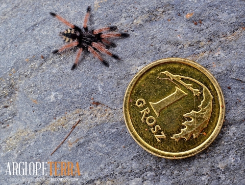 Pseudoclamoris burgessi