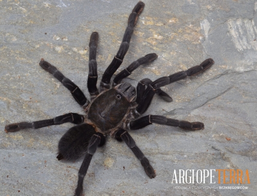 Cyriopagopus sp. BIG BLACK 