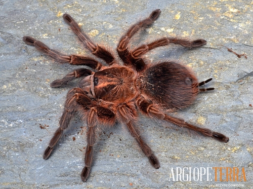 f83b6539380b18508530d804754b2d4b