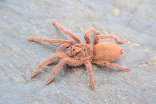 Neoholothele incei „gold”