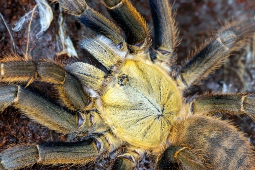 Cyriopagopus schmidti (ke bang)