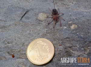 43e252367b3ada5d49f03975c8cfc7d2