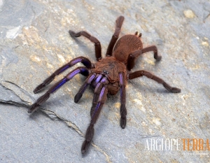 5d3ec18d68339c9e21924c75525aea67