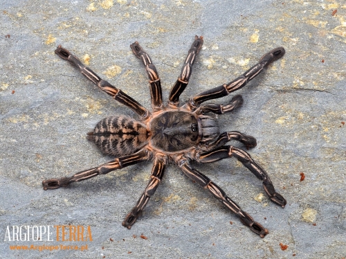 def15ae0b0444c939dc700cf741687e8