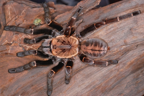 Haplopelma sp. Bach Ma