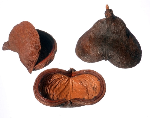 Kryjówka naturalna - Badam Nut