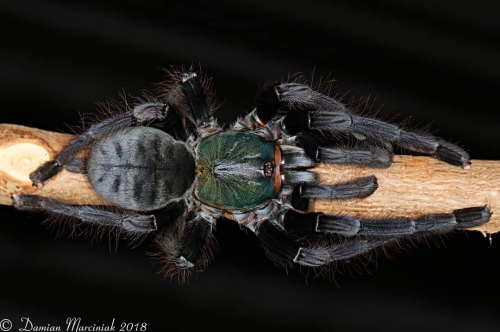 Cyriopagopus sp. Valhalla