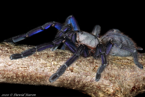 Ornithoctoninae sp. Phan Cay
