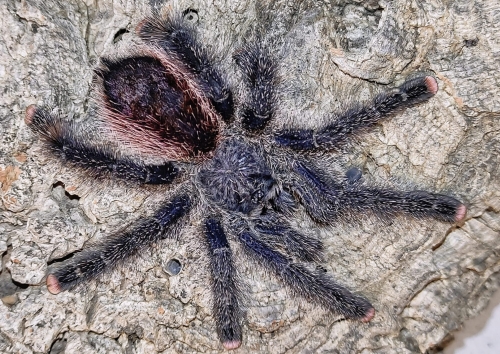 Avicularia juruensis M2 (ex. peru purple)