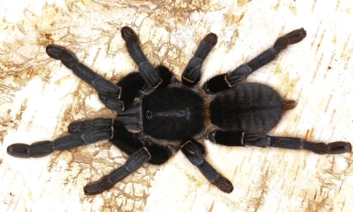 Haplopelma-sp.-minax.jpg