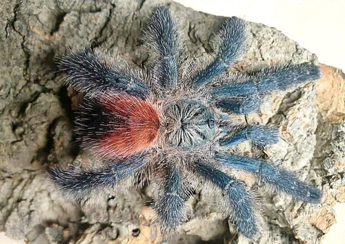 VARIEGATA LQ.jpg