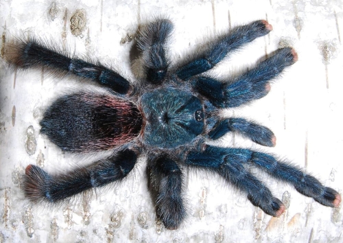 Avicularia avicularia
