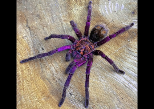 Pamphobeteus sp. machala