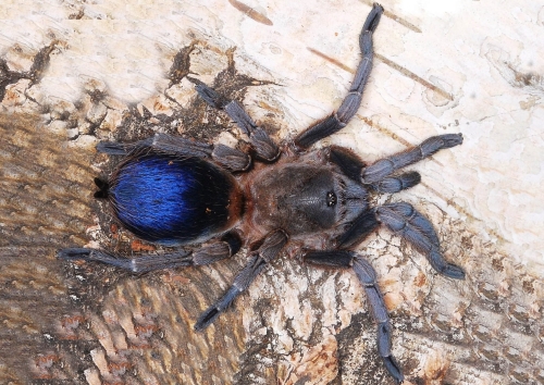 Pseudhapalopus sp. blue