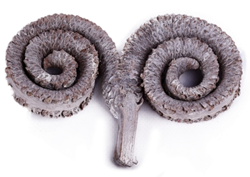 Róg palmowy - Palm rings