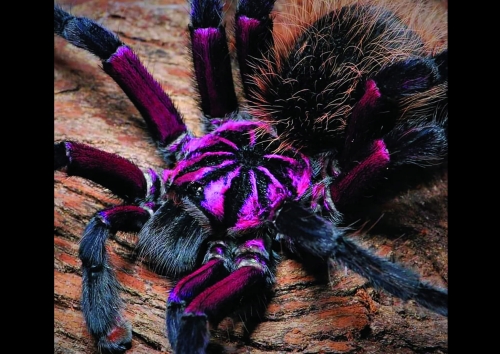 megascopula 1mb.jpg