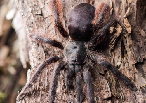 Tapinauchenius plumipes (ex. violaceus)