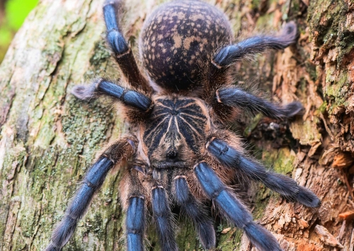 Harpactira pulchripes