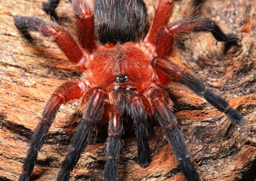 Dolichothele rufoniger