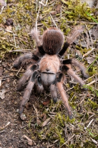 chalcodes2.jpg