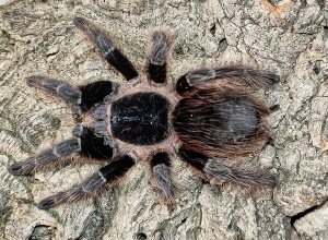 carapoensis.jpg