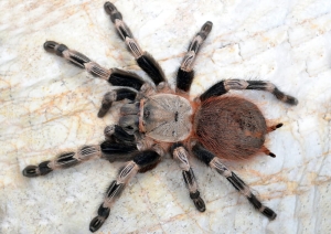 chromatus.jpg