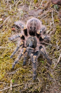 pulchripes2.jpg