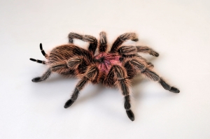 rosea.jpg