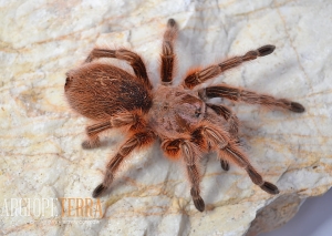 rosea red.jpg