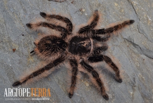 albopilosus.jpg
