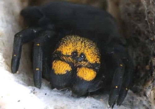 Eresus moravicus