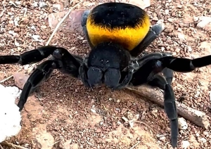 Eresus walckenaeri Orange ring mountanatica.jpg