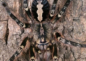 ornata1.jpg