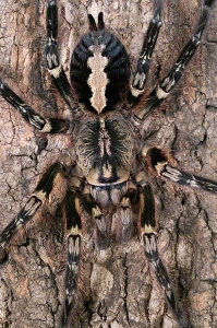 ornata2.jpg