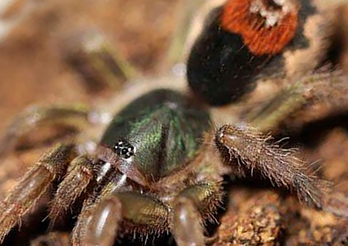 Neostenotarsus sp surinam