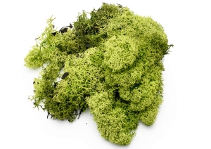 Chrobotek jasny1.jpg