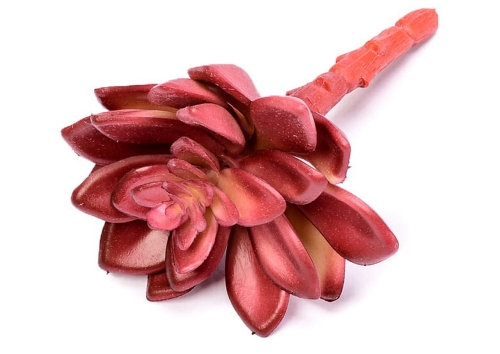 Sukulent - Eszeweria - 10-11cm (Mniejszy)