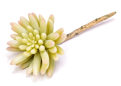 Sukulent - Grubosz - 8-11cm (Zielony/żółty)