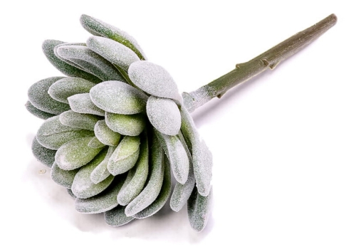 Sukulent - Grubosz - 9-11cm (Zielony)