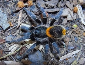 Homoeomma orellanai.JPG