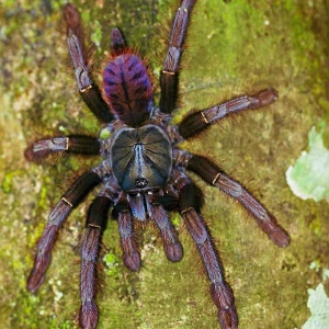 Phormingochilus sp. Sabah Red.jpg