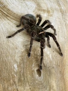 Theraphosa blondi.jpg
