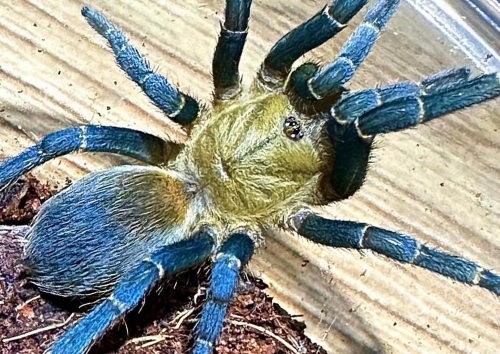 Cyclosternum sp. Aureum