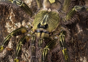 Rufilata1.jpg